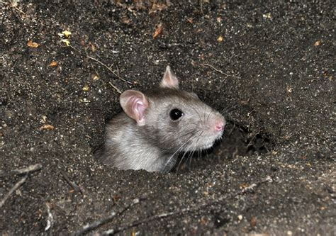 老鼠屁股|老鼠(齧齒目動物):外形特徵,生活習性,警覺性高,視力差,鑽洞本領,。